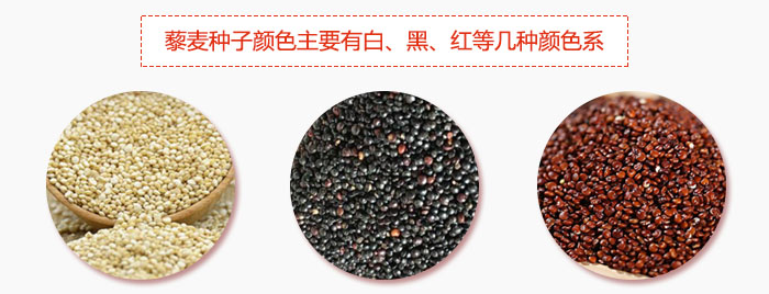 藜麥種子顏色主要有白、黑、紅等幾種顏色系，營養成分相差不大，其中白色口感好，黑、紅色口感相對差些，籽粒也較小。